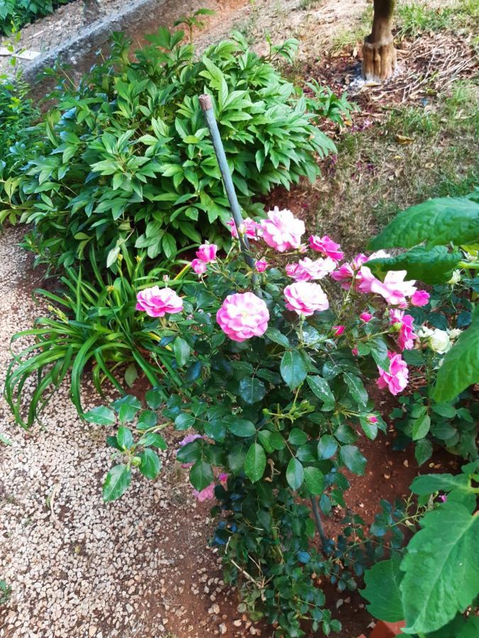 Apartment Jardin With Free Cowered Parking Zadar Extérieur photo